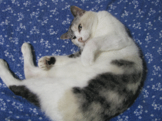 261.gif