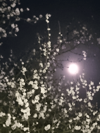 DSC_0019.gif