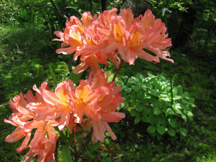 IMG_2363.gif