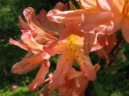 IMG_2364.gif