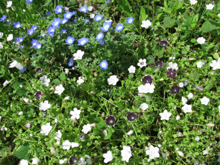 IMG_2369.gif