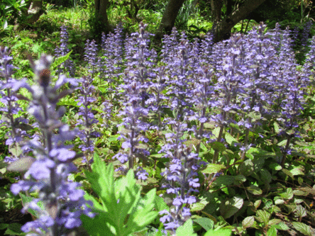 IMG_2371.gif