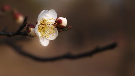plum-949385__480.jpg