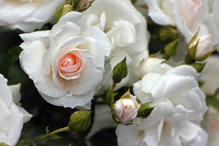 rose-373191__480.jpg