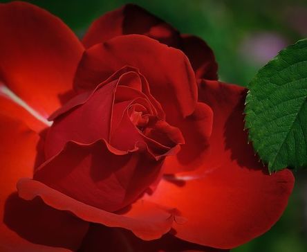 rose-411762__480.jpg